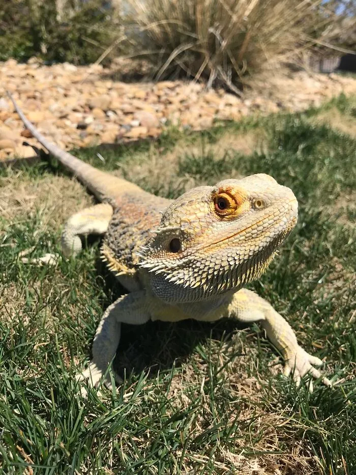 Another Rex, Too Warm For His Jacket