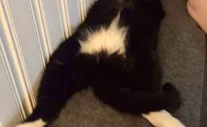 Hey Pandas, Post A Picture Of Your Pet Sleeping (Closed)