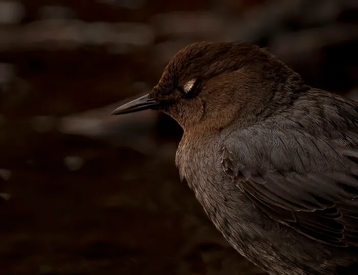 Those Lovely White Eyelid Feathers- Aren't They Magnificent?