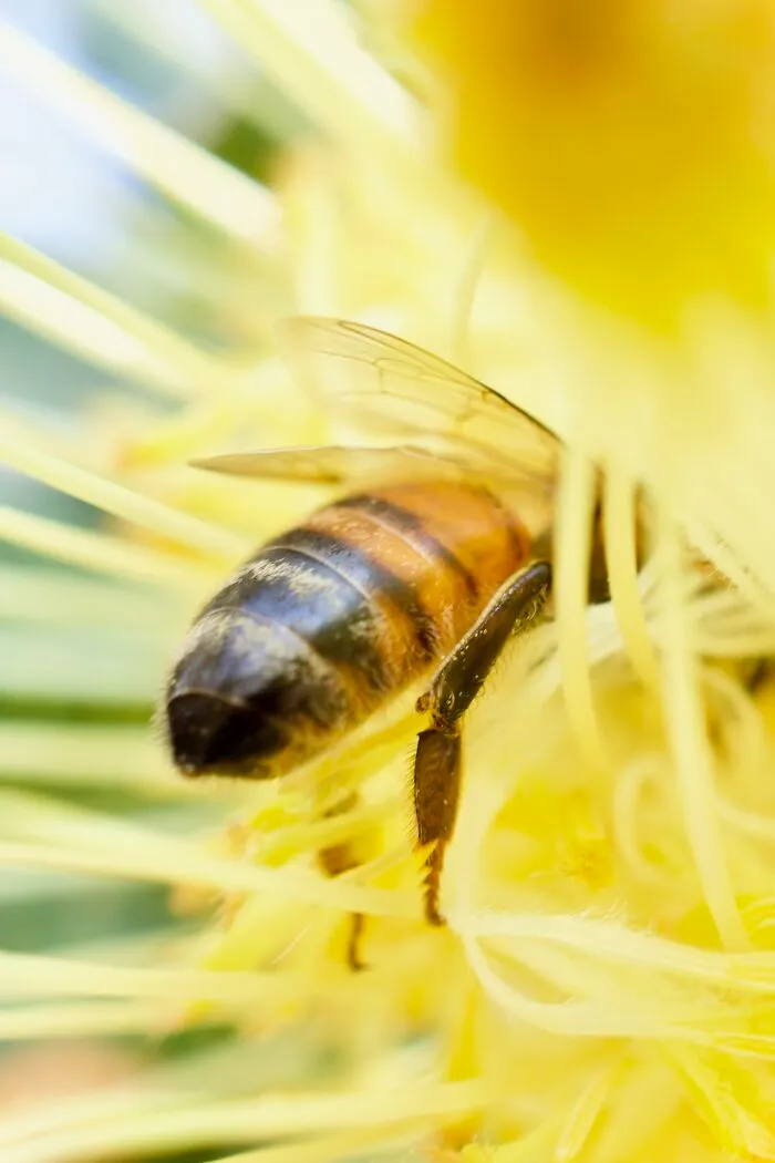 Bee Bum, Perth, Western Australia