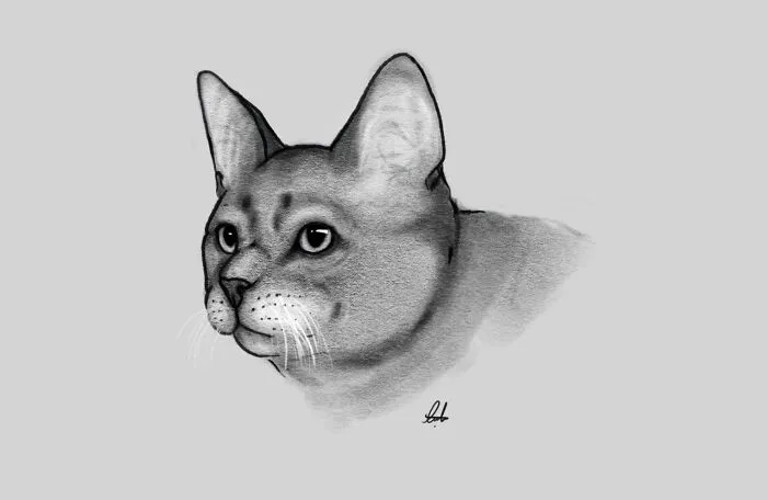 Cato