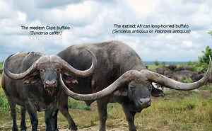 26 New Comparisons Of The Sizes Of Prehistoric Animal Ancestors And Their Modern Relatives By Roman Uchytel