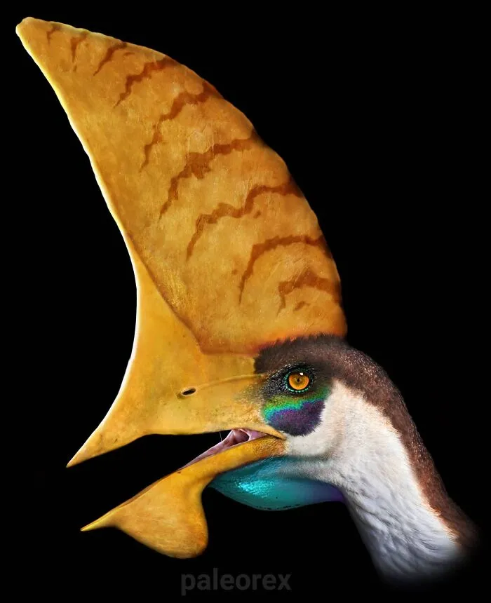 Tupandactylus