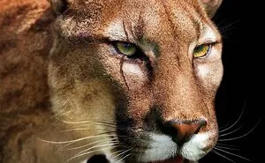 Artist Shows How These Extinct Animals Might’ve Looked In Real Life In His 30 Illustrations