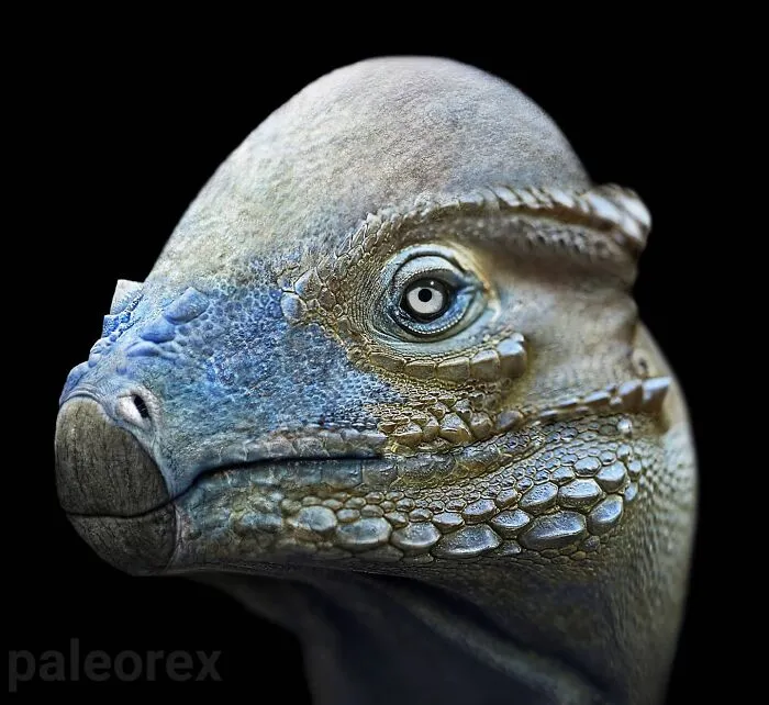 Stegoceras