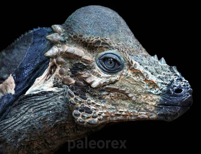 Pachycephalosaurus