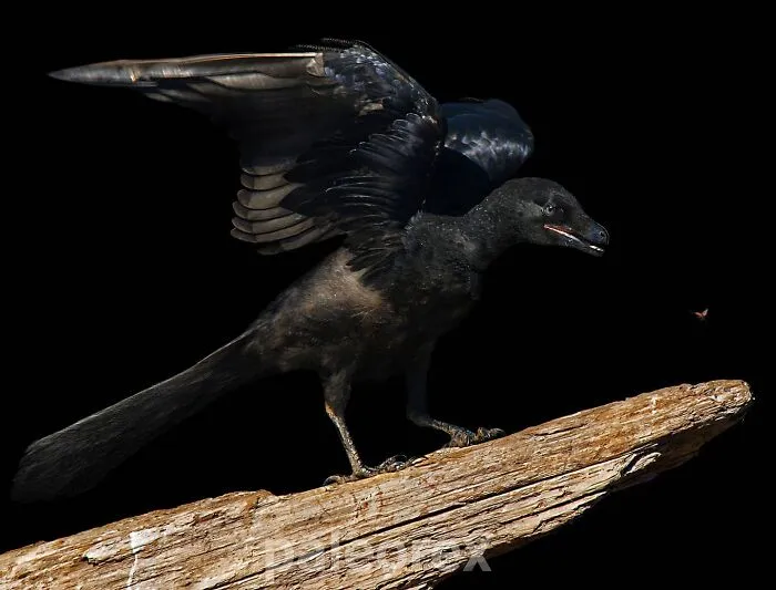 Archaeopteryx