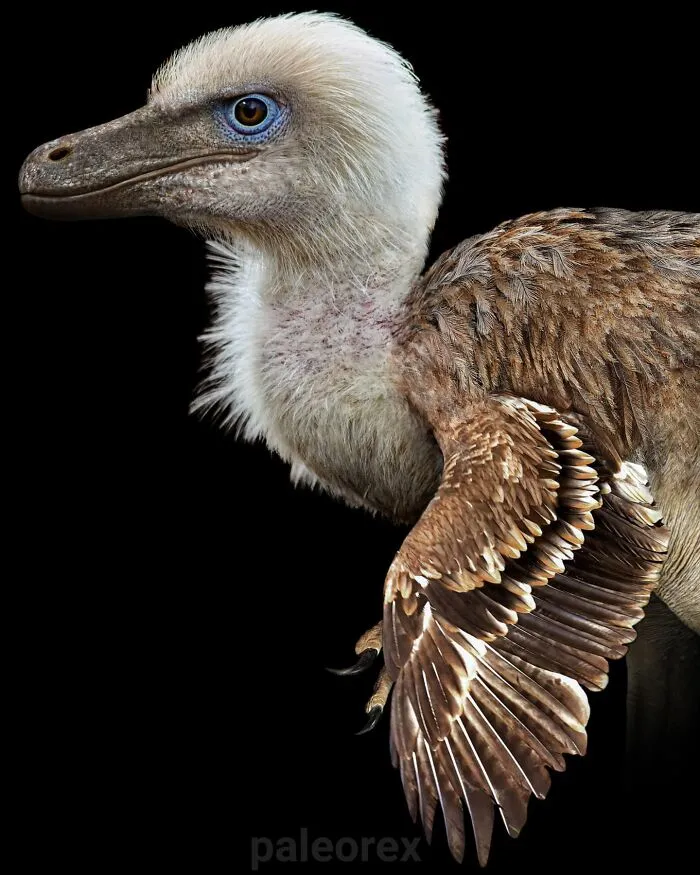 Bambiraptor