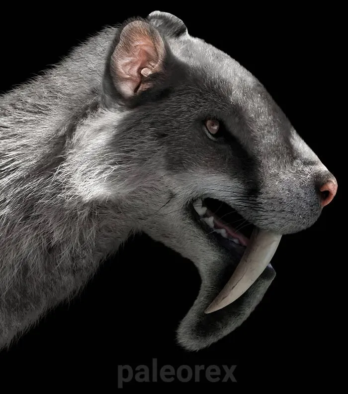 Thylacosmilus