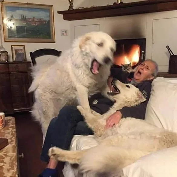 This Instagram Account Shares Animal Pictures That Are Impossible To Explain, Here Are 50 Of The Funniest