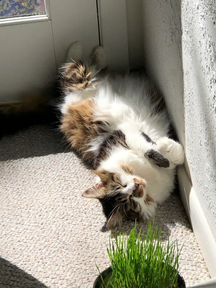 Peaceful In The Sunshine