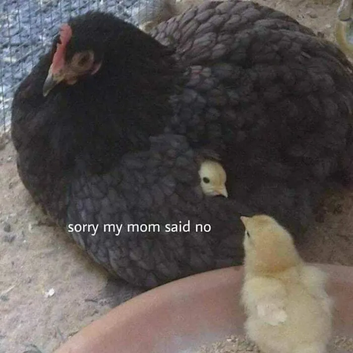 This Instagram Account Shares Animal Pictures That Are Impossible To Explain, Here Are 50 Of The Funniest