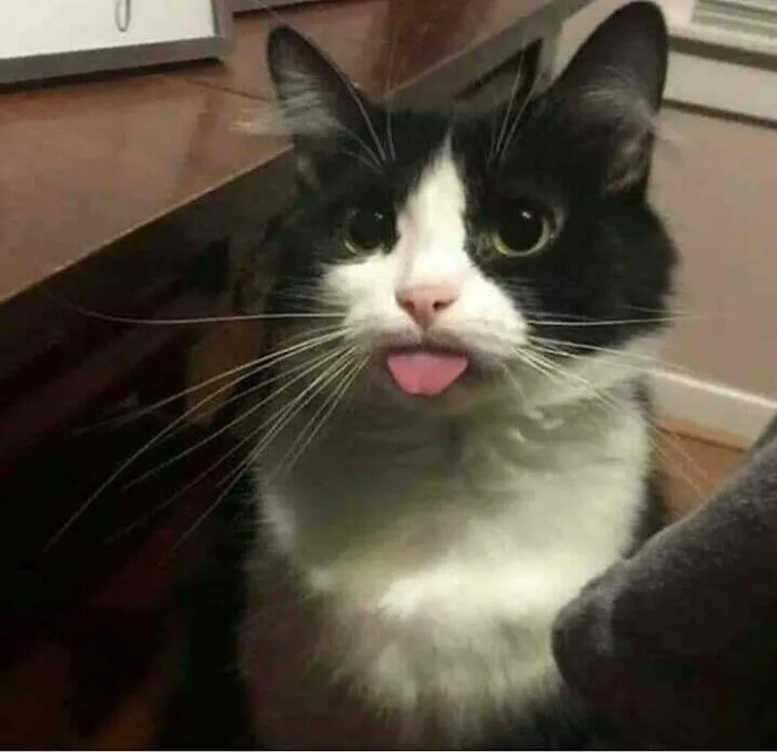 50 Divertidas fotos de animales que son imposibles de explicar, compartidas en esta cuenta de Instagram