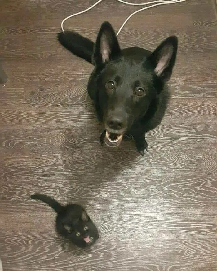 This Instagram Account Shares Animal Pictures That Are Impossible To Explain, Here Are 50 Of The Funniest