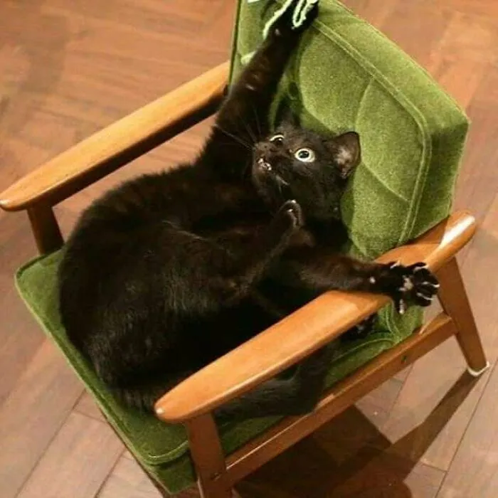 50 Divertidas fotos de animales que son imposibles de explicar, compartidas en esta cuenta de Instagram