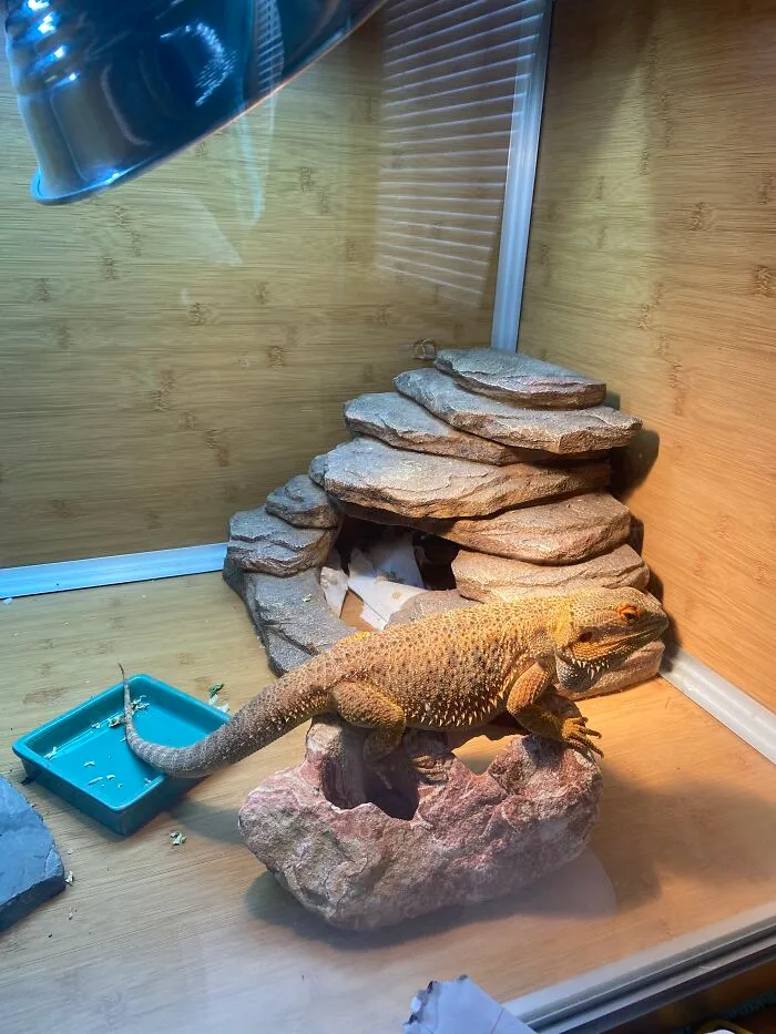 Archie Got A Little Big For His Favorite Rock