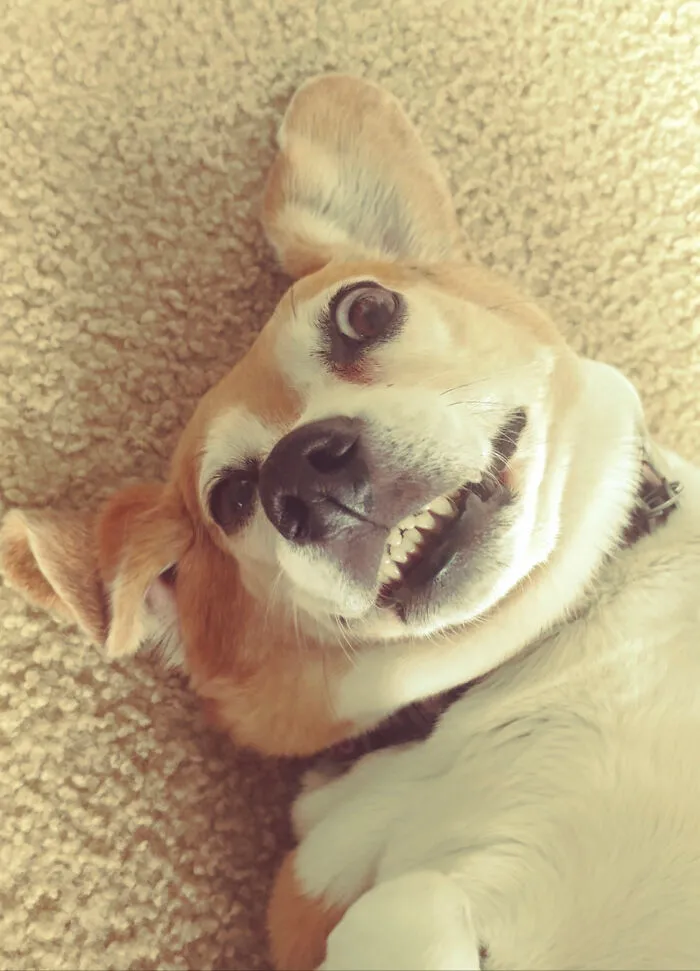 Perro tontín