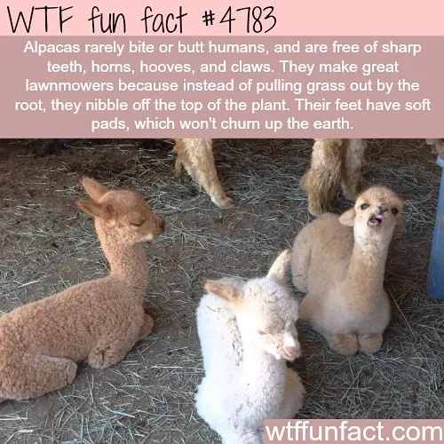 This Instagram Account Collects Mind-Boggling Facts About Our World And Here Are 50 Of The Wildest Ones