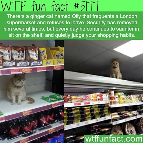 This Instagram Account Collects Mind-Boggling Facts About Our World And Here Are 50 Of The Wildest Ones