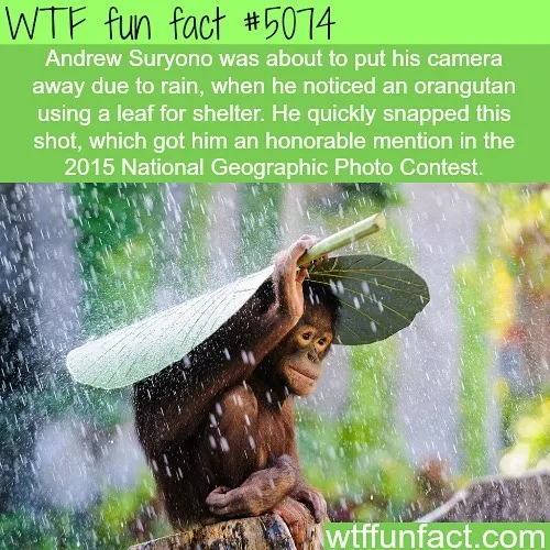 This Instagram Account Collects Mind-Boggling Facts About Our World And Here Are 50 Of The Wildest Ones