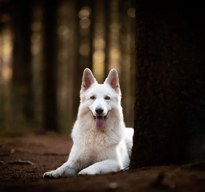 15 Dog Pictures I’ve Captured During Golden Hour