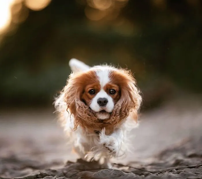 15 Dog Pictures I’ve Captured During Golden Hour