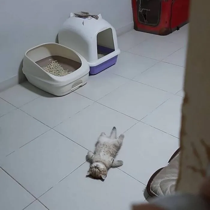 50 Divertidas fotos de animales que son imposibles de explicar, compartidas en esta cuenta de Instagram