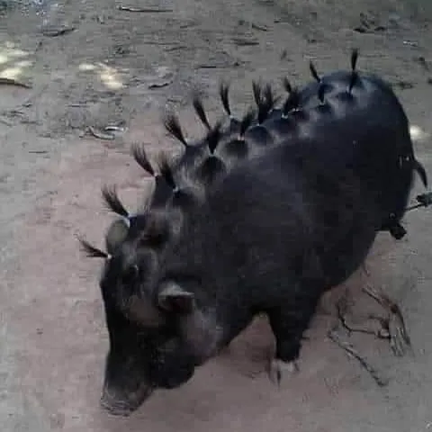 50 Divertidas fotos de animales que son imposibles de explicar, compartidas en esta cuenta de Instagram