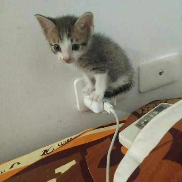 50 Divertidas fotos de animales que son imposibles de explicar, compartidas en esta cuenta de Instagram