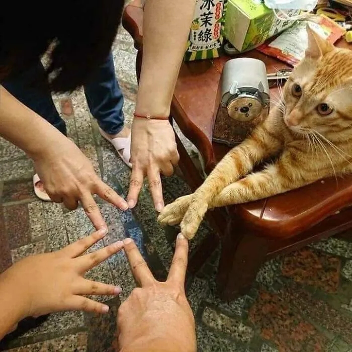 50 Divertidas fotos de animales que son imposibles de explicar, compartidas en esta cuenta de Instagram