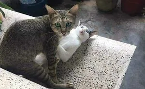 This Instagram Account Shares Animal Pictures That Are Impossible To Explain, Here Are 50 Of The Funniest