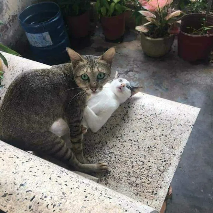 Funny-Nonsense-Animal-Images
