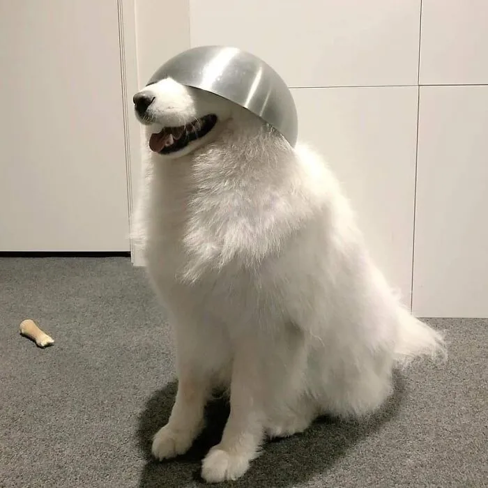 50 Divertidas fotos de animales que son imposibles de explicar, compartidas en esta cuenta de Instagram