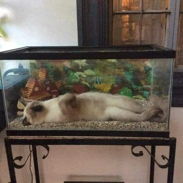 50 Divertidas fotos de animales que son imposibles de explicar, compartidas en esta cuenta de Instagram