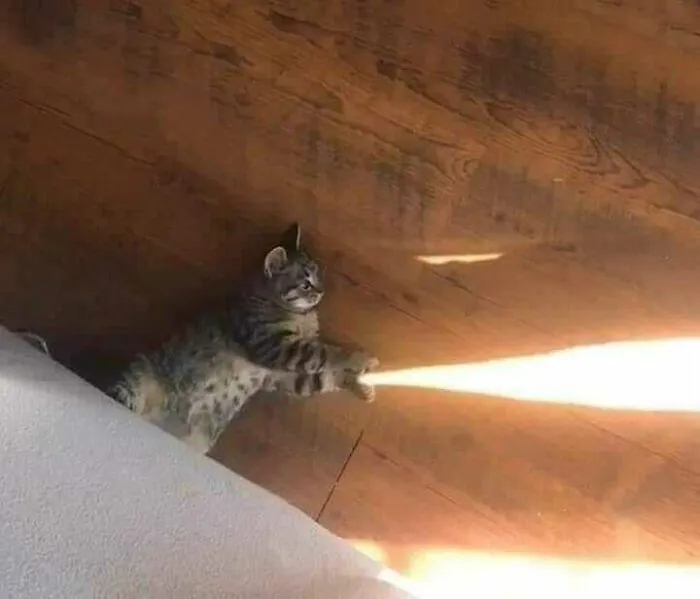 50 Divertidas fotos de animales que son imposibles de explicar, compartidas en esta cuenta de Instagram