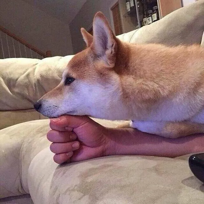 50 Divertidas fotos de animales que son imposibles de explicar, compartidas en esta cuenta de Instagram