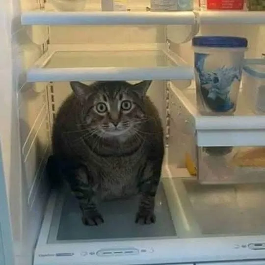 50 Divertidas fotos de animales que son imposibles de explicar, compartidas en esta cuenta de Instagram