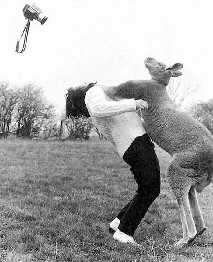 Un canguro golpea a un fotógrafo por intentar fotografiarlo, 1967, Inglaterra