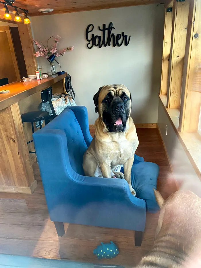 My Dogs Cooper And Teddy On Vacation (Cooper Is In The Chair)