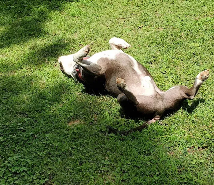 It's My Yard And I Can Do As I Like