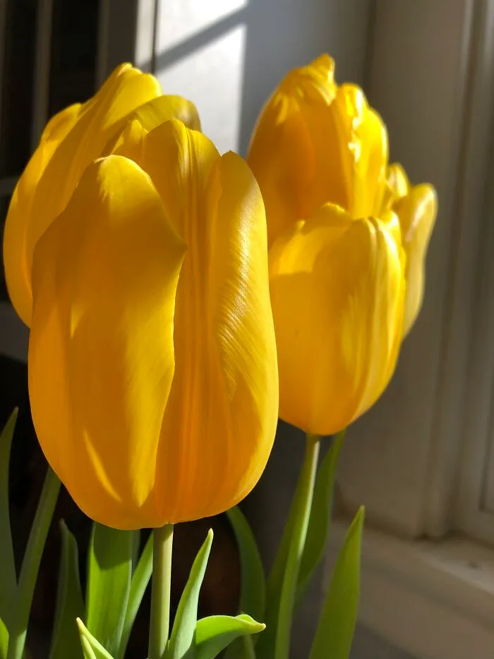 Its Snowing Right Now Lol But I Have Beautiful Bulb Flowers Already