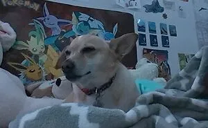 50 Images Of Pets Being Total Derps Shared By Panda Community