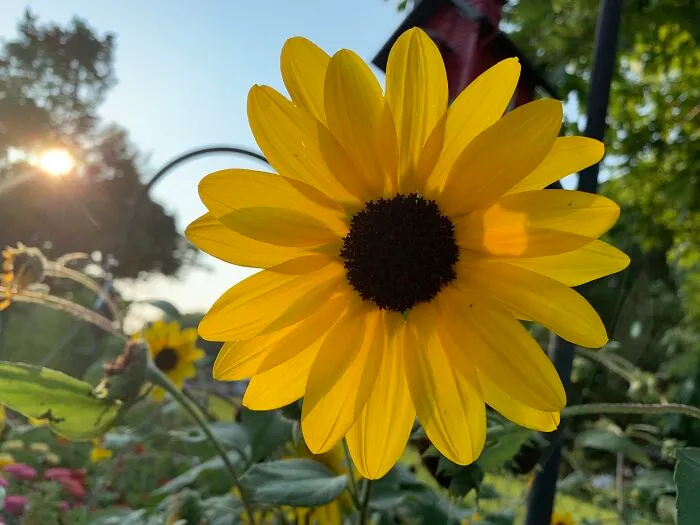 Favorite Flower Pic I’ve Taken