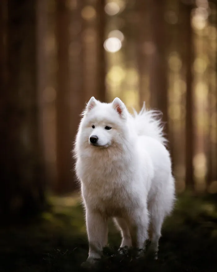 15 Dog Pictures I’ve Captured During Golden Hour