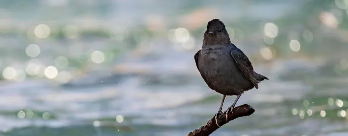 An American Dipper Perched On The Perfect Stick