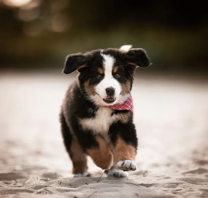15 Dog Pictures I’ve Captured During Golden Hour