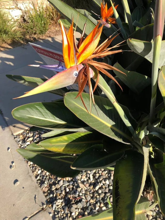 Encontré unos cuantos en la naturaleza hoy