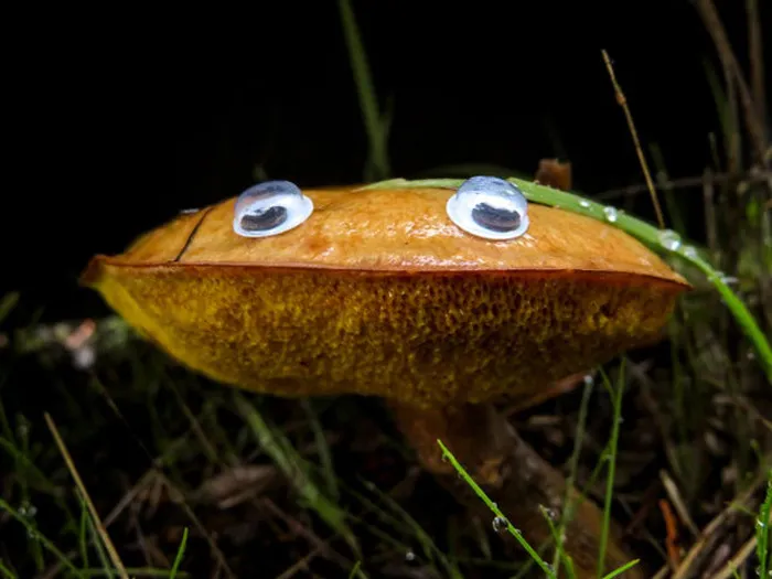 Slippery Jack With Googly Eyes