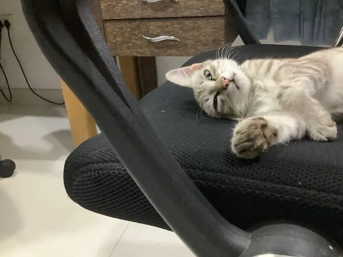 He Likes To Tuck An Ear Under His Head When He Lies On His Side