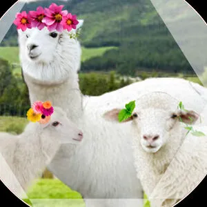 Sakina the llama